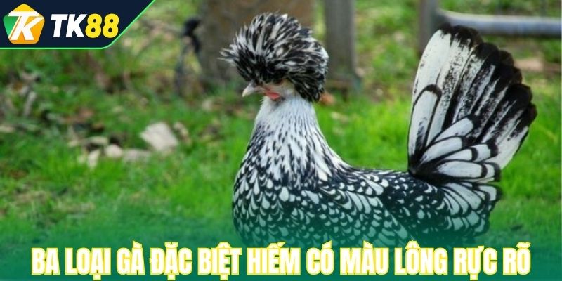 Ba loại gà đặc biệt hiếm có nhờ màu lông rực rỡ 