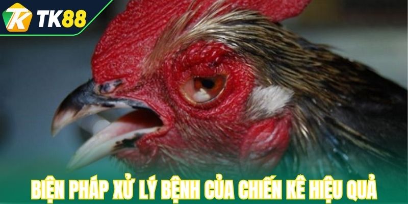 Biện pháp xử lý bệnh của chiến kê hiệu quả