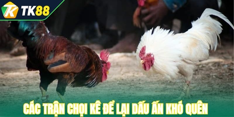 Các trận chọi kê để lại dấu ấn khó quên 
