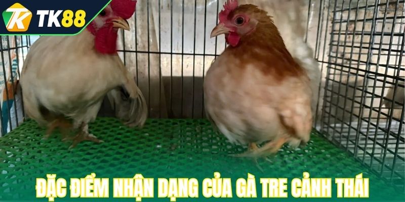 Đặc điểm nhận dạng của gà tre cảnh Thái