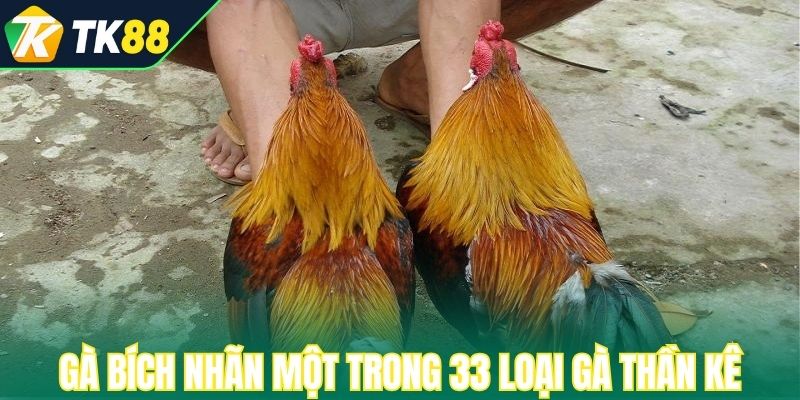 Gà Bích Nhãn một trong 33 loại gà Thần Kê phổ biến
