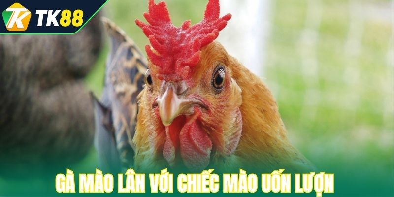 Gà mào lân với chiếc mào uốn lượn như đầu lân