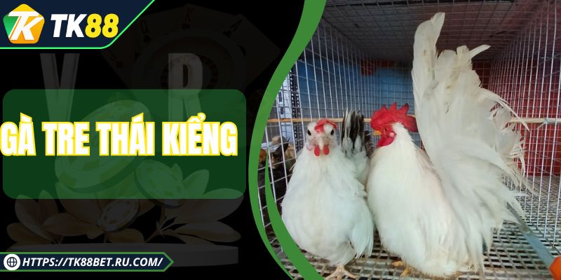 Gà Tre Thái Kiểng - Giống Kê Nuôi Giải Trí, Thư Giãn