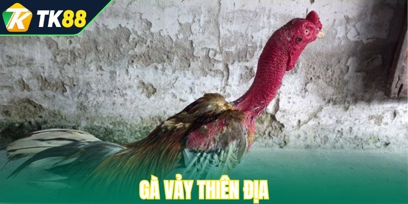 Gà Vảy Thiên Địa là một trong 33 loại gà thần kê hiếm