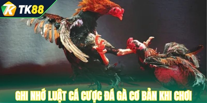 Ghi nhớ luật cá cược đá gà cơ bản khi chơi