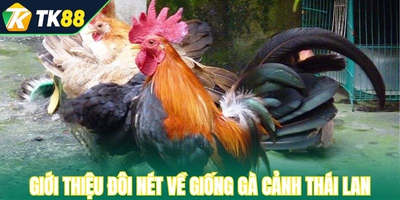 Giới thiệu đôi nét về giống gà cảnh Thái Lan