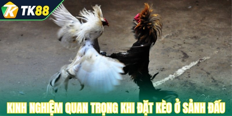 Kinh nghiệm quan trọng nhất khi đặt kèo ở sảnh đấu