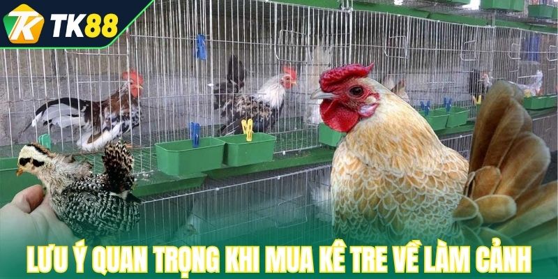 Lưu ý quan trọng khi mua kê tre về làm cảnh