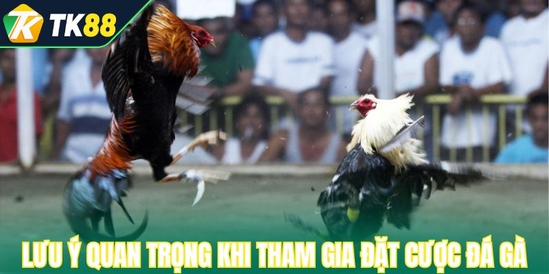 Lưu ý quan trọng khi tham gia đặt cược đá gà SV388