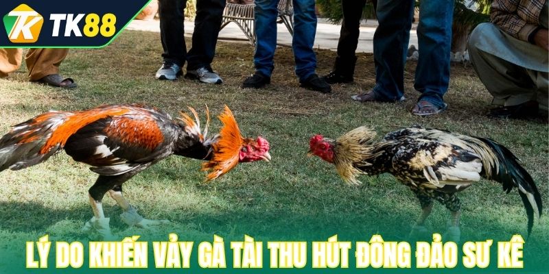 Lý do khiến vảy gà tài thu hút đông đảo sư kê