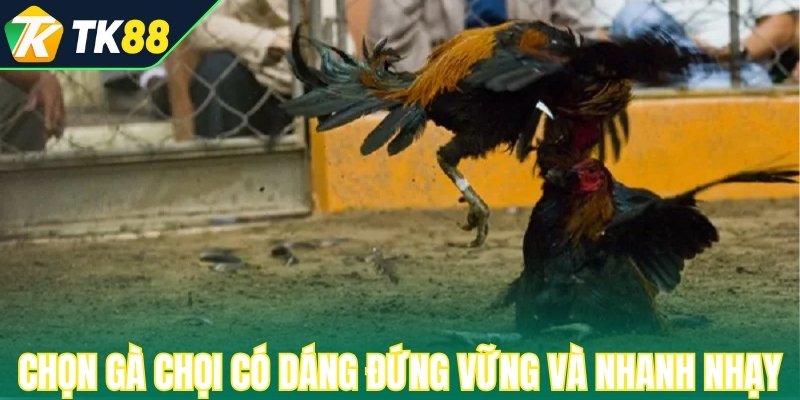 Nên chọn gà chọi có dáng đứng vững và đầu nhanh nhạy