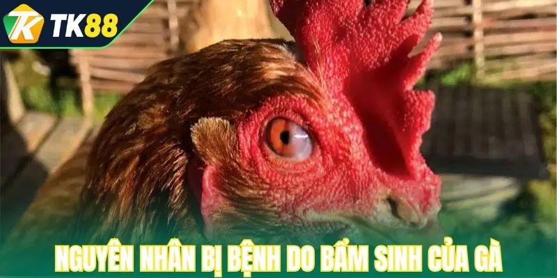 Nguyên nhân bị bệnh do bẩm sinh của gà
