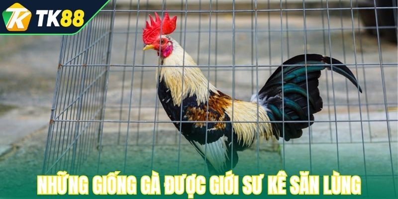 Những giống gà được giới sư kê săn lùng 