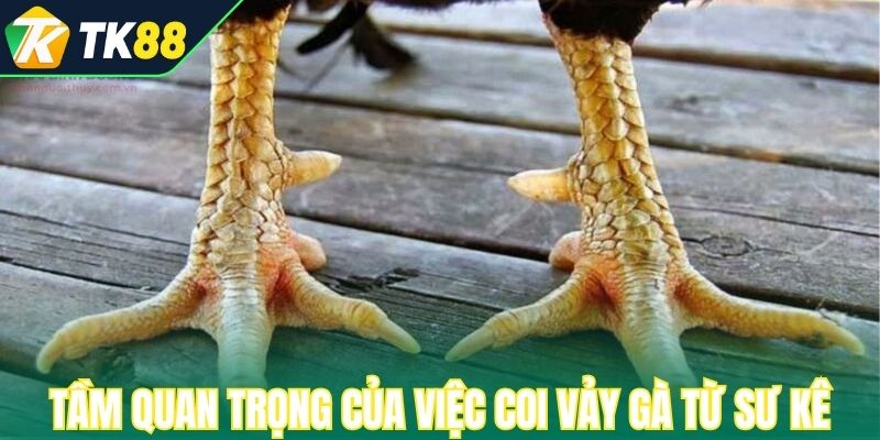 Tầm quan trọng của việc coi vảy gà từ sư kê 