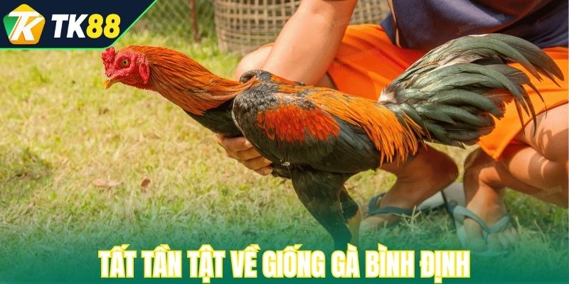 Tất tần tật về giống gà Bình Định 