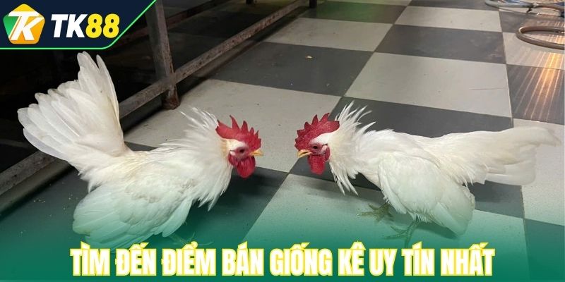 Tìm đến điểm bán giống kê uy tín nhất