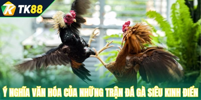 Ý nghĩa văn hóa của những trận đá gà siêu kinh điển