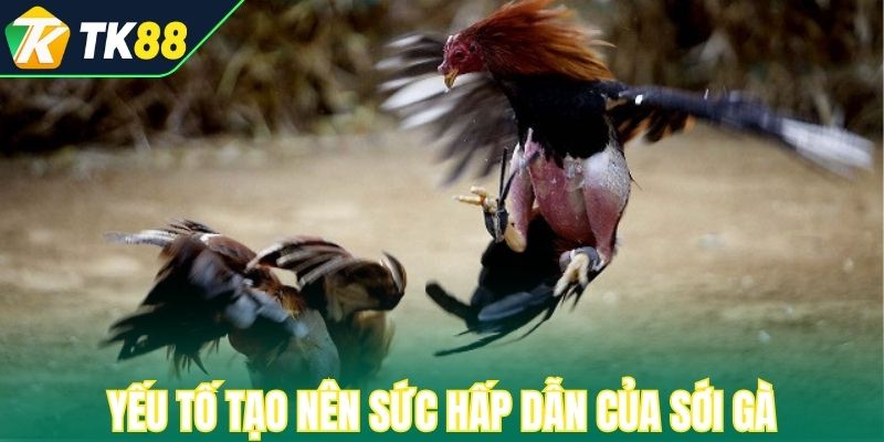 Yếu tố tạo nên sức hấp dẫn của sới gà 